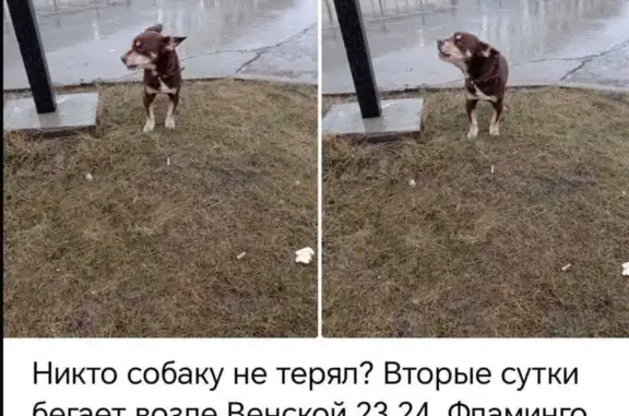 Собака найдена у Венская, 24
