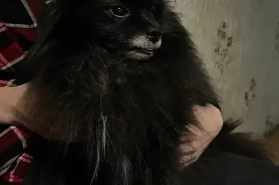 Найдена собака, Калуга, фото: Найден шпиц, пл. Победы, Калуга