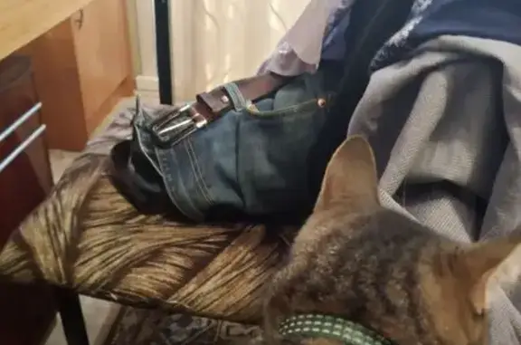 Найдена кошка, Рубиновая ул. 2...