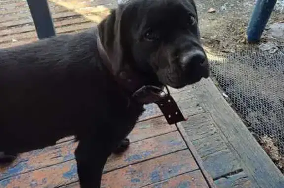 Найдена собака, Садовый, фото: Лабрадор найден: Первомайская ул., 5