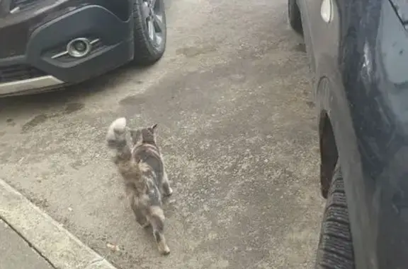 Кошка найдена у В. Терешковой, 31А, Липецк