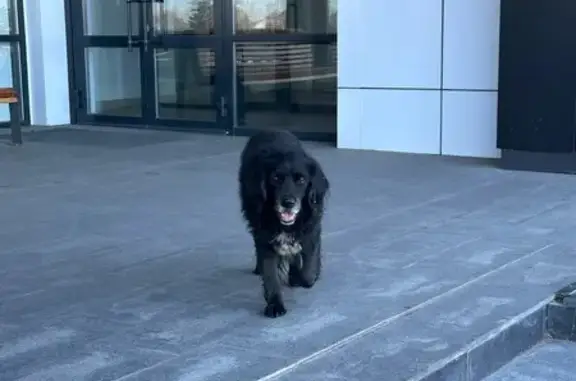 Собаки потеряшки, Набережные Челны, фото: Потеряшка собака, Набережные Челны, 27кс