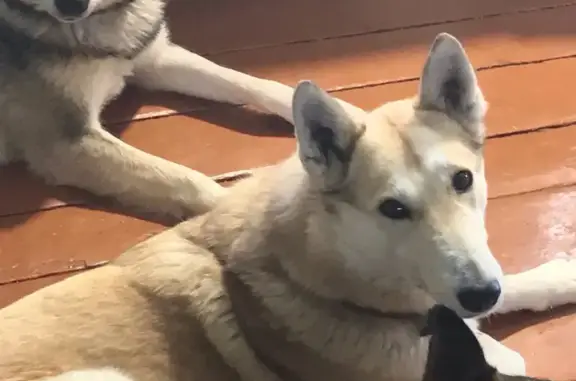 Собаки потеряшки, Архангельская область, фото: Потеряшкаи 3 лайки, д. Борковское, 21.03