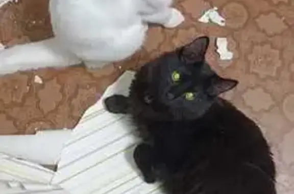 Кошки потеряшки, Великий Новгород, фото: Потеряшкаи коты, Заставная ул., 2 к2, Вел. Новг.