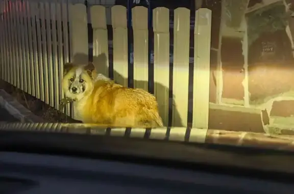 Найдена собака, Позднякова, фото: Собака у водоколонки, Мостовая ул.