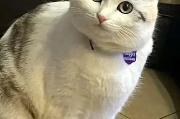 Кошки потеряшки, Кетовский муниципальный округ, фото: Потеряшка кошка Маруся, Курганская обл.