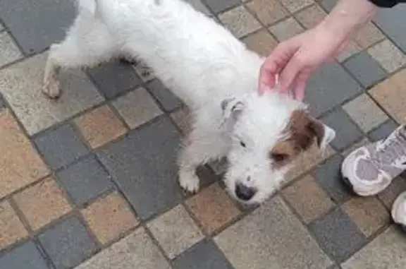 Найденные животные Ставрополь, фото: Собака найдена: Морозова 17, Ставрополь