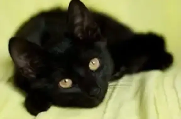 Кошки потеряшки, Нижегородская область, фото: Потеряшка кошка на Чернышевского, 6/2