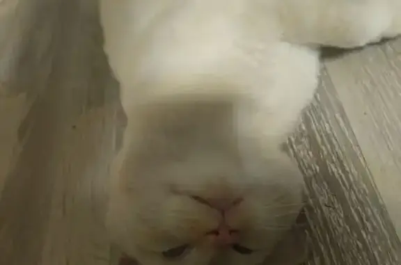 Кошки потеряшки, , фото: Потеряшка кошка, ул. Жамбыла, 125/А