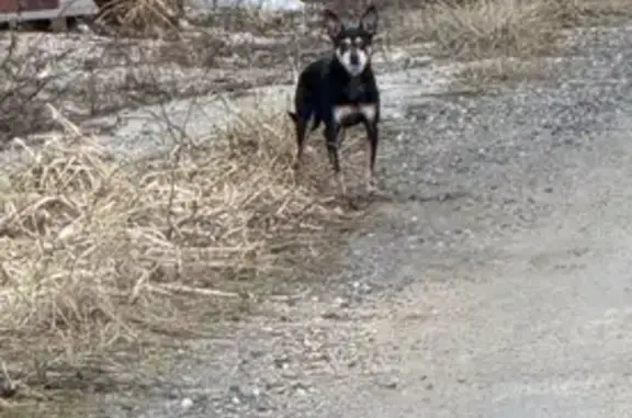 Найдена собака, , фото: Собака найдена у ТЦ Троица, Кустарная 40