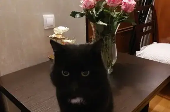 Объявления о пропавших и найденных животных, Нижегородская область, фото: Пропал кот, пр.Гагарина 13, Нижний Новгород