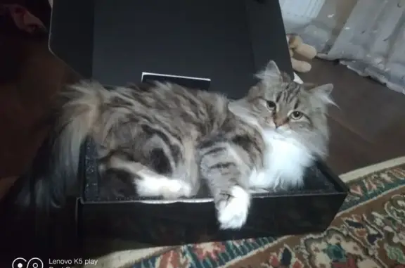 Кошки потеряшки, Луганск, фото: Потеряшка кошка, Черноморская 11, Луганск