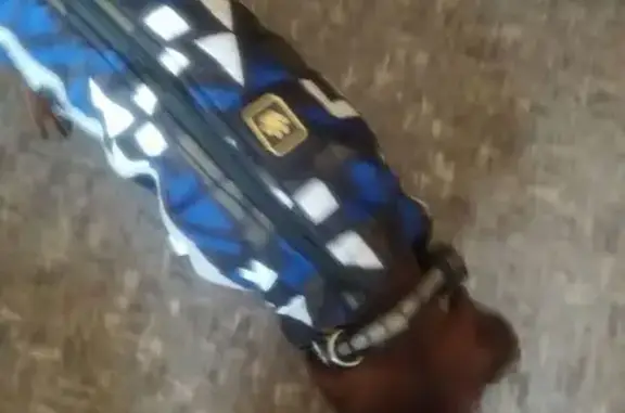 Найдена собака, Пенза, фото: Такса найдена у терновского моста, Пенза