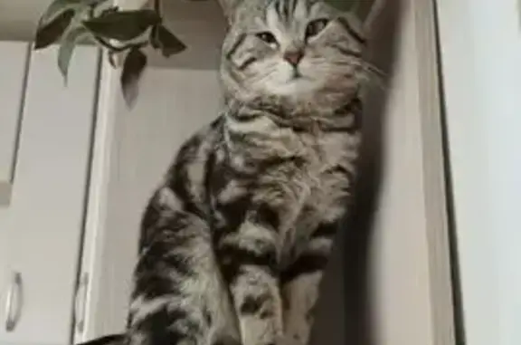 Кошки потеряшки, Судиславль, фото: Потеряшка кот, Подгорная ул., Судиславль