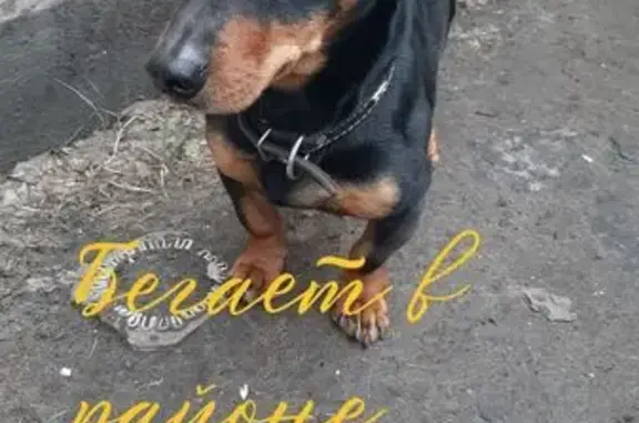 Найдена собака, Балашов, фото: Найдена собака, ул. Шатилова, 73, Балашов