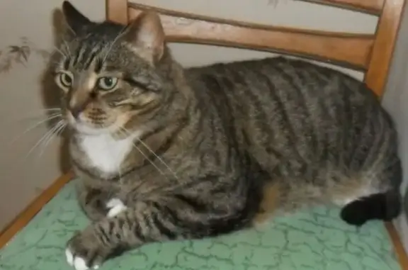 Потерянные животные Грибановское, фото: Пропала кошка, АЗС «Каспий», Грибановское