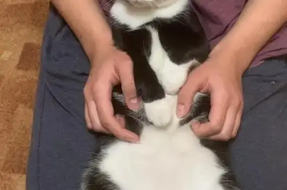 Кошки потеряшки, Славгород, фото: Потеряшка кошка Сэм, ул. Урицкого 144, Славгород