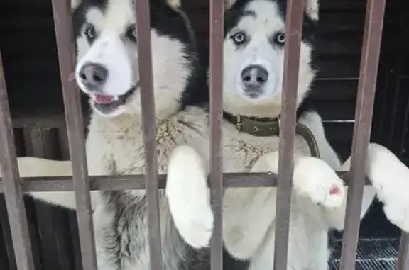 Собаки потеряшки, Камайка, фото: Потеряшкаи хаски в Камайке, ул. Поперечная, 1