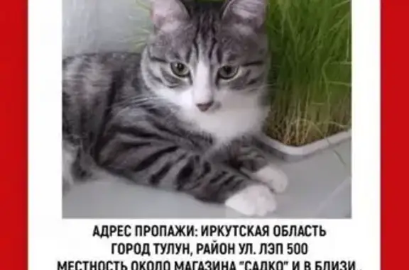 Пропала кошка, ул. ЛЭП 500, 5, Тулун
