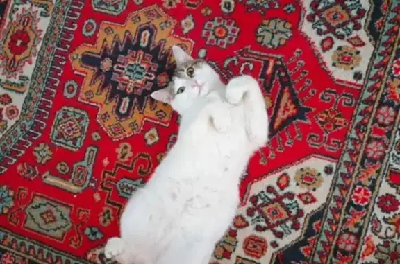 Пропала кошка на Ленина, 17, Карталы