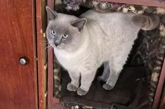 Пропала кошка, ул. Кутузова, 35, Тихорецк