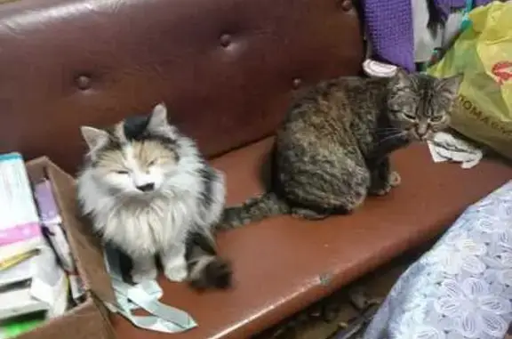 Кошки потеряшки, Лида, фото: Потеряшка кошка, ул. Труханова, 21, Лида