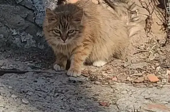 Кошка найдена: ул. Тимирязева, 5, Иваново