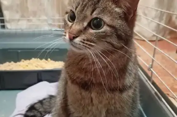 Кошка найдена: Карла Либкнехта, 83, Йошкар-Ола