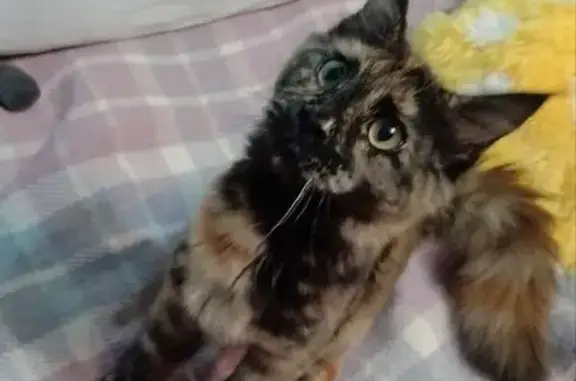 Кошки потеряшки, Усть-Илимск, фото: Потеряшка кошка, Наймушина 18, Усть-Илимск