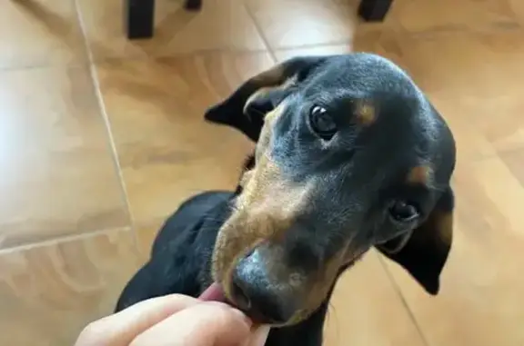 Такса найдена, 5-я Кислинская ул., 31