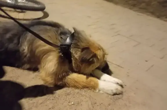 Найдена собака, Санкт-Петербург, фото: Найдена собака на Пискарёвском пр., 2 к3