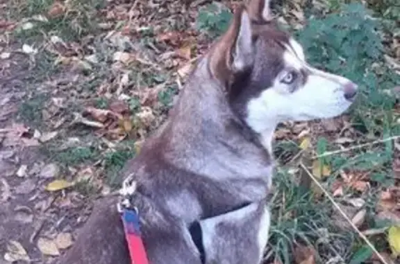 Собаки потеряшки, , фото: Потеряшка собака Кира, бульвар Шмидта, 3