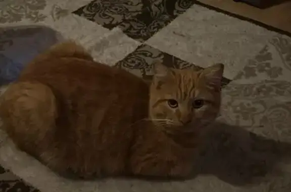 Кошки потеряшки, Хабаровск, фото: Потеряшка рыжий кот, Октябрьская ул. 1, Хабаровск