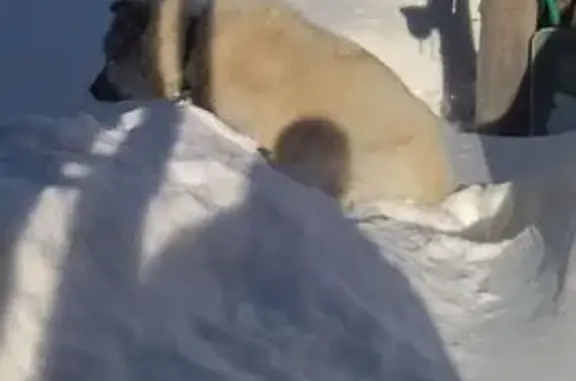 Собака найдена: ул. Валявкина, 13, Арх.