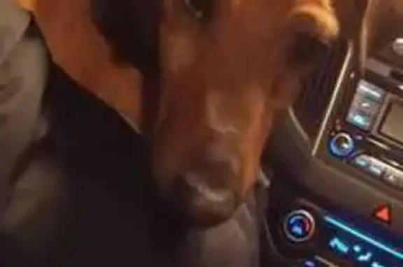 Найдена собака, Химки, фото: Собака найдена: Химки, ул. Короленко