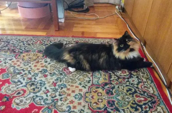 Кошки потеряшки, , фото: Потеряшка кошка, Центральная ул., 17А