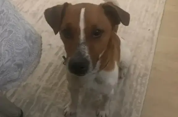 Найдена собака, , фото: Собака найдена в д. Беласовка, Покровское