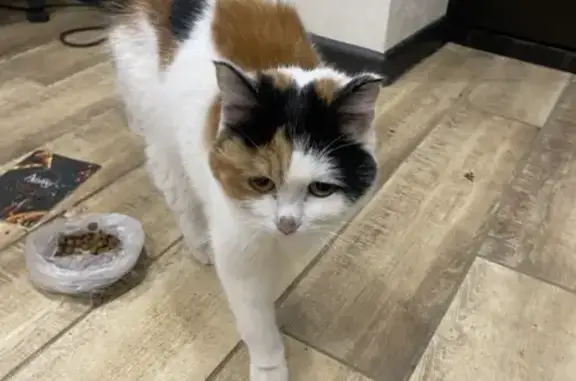 Найдена кошка, Новочебоксарск, фото: Найдена кошка, переулок Химиков, 5, Новочебоксарск