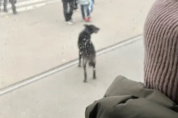 Найдена собака, Санкт-Петербург, фото: Собака найдена: ул. Ильюшина, СПб