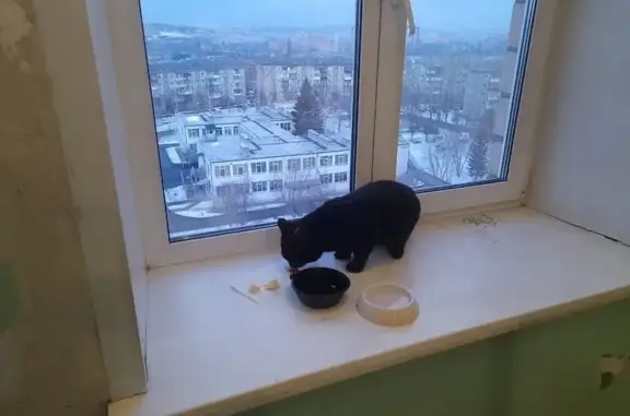 Кошка найдена: Карбышева 10Б, Красноярск
