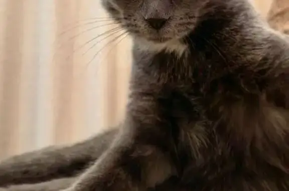 Кошки потеряшки, Воронеж, фото: Потеряшка кошка: ул. Революции 1905 г. 39