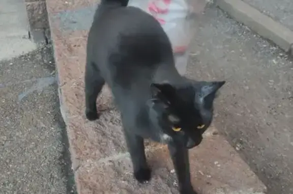Найдена кошка, Уфа, фото: Кошка найдена: ул. М. Горького, 56, Уфа