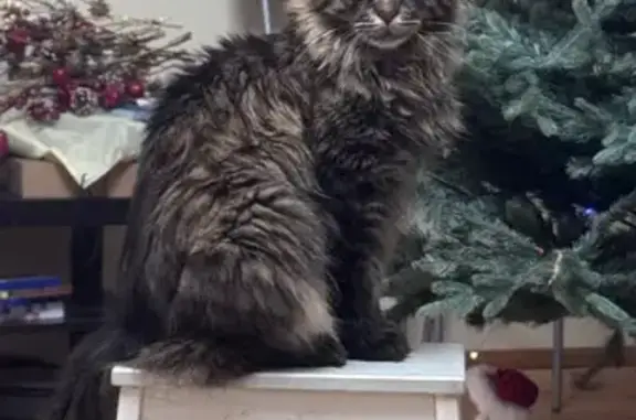 Потерянные животные Патрушева, фото: Пропала кошка, ул. Раздольная, 15