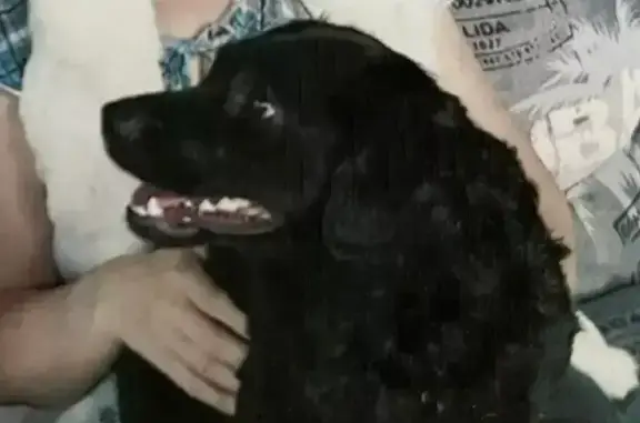 Собаки потеряшки, Краснодар, фото: Потеряшка собака Альма, ул. КИМ 67, Краснодар