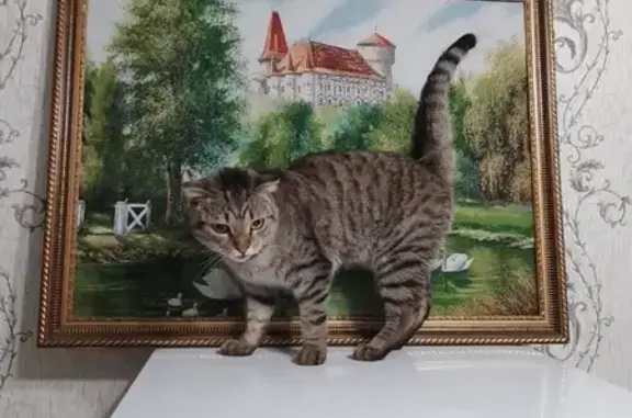 Кошки потеряшки, Новосибирск, фото: Потеряшка котик Макс, ул. Халтурина 35