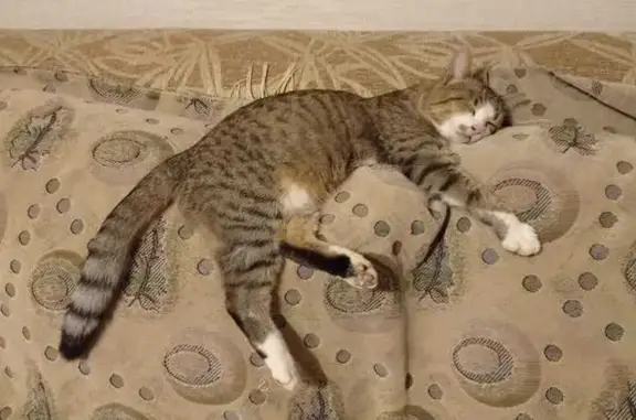 Кошки потеряшки, Новопокровская, фото: Потеряшка кошка, Кубанский пер., 62