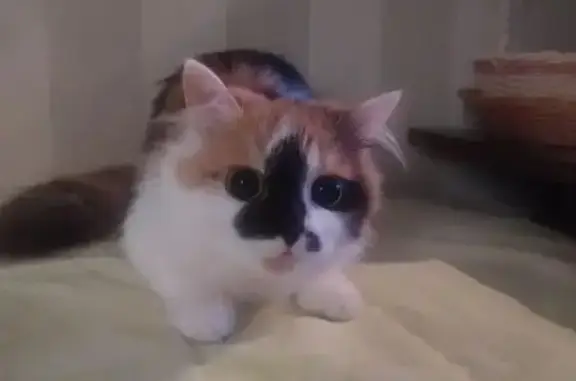 Кошки потеряшки, Москва, фото: Потеряшка кошка, ул. Конёнкова, 19В, Москва