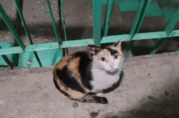 Кошка найдена на Ярославского 7/1, Якутск