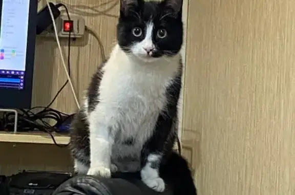 Пропал кот Яша, Сотниково, Бурятия