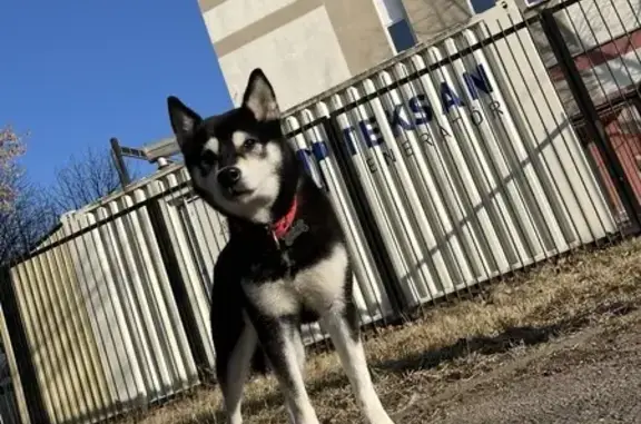 Собаки потеряшки, Минская область, фото: Потеряшка собака, Папернянский с/с, Минск